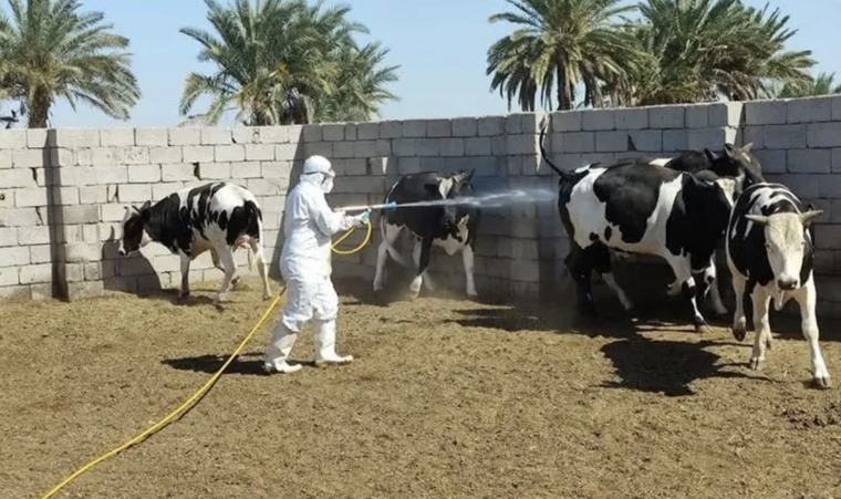 العراق يُسجل 145 إصابة و9 وفيات بالحمّى النزفية خلال 2026