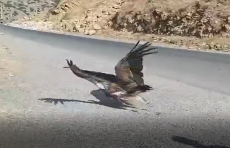 کوردستان 07-09-2026 داڵەکەرخۆرێک لە هەورامان ئازاد کرا