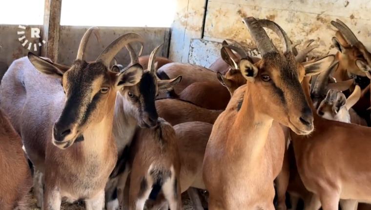 کوردستان 05-09-2026 نزیکەی 30 بزنی کێوی گەڕێندرانەوە بۆ نێو سرووشتی شارباژێڕ